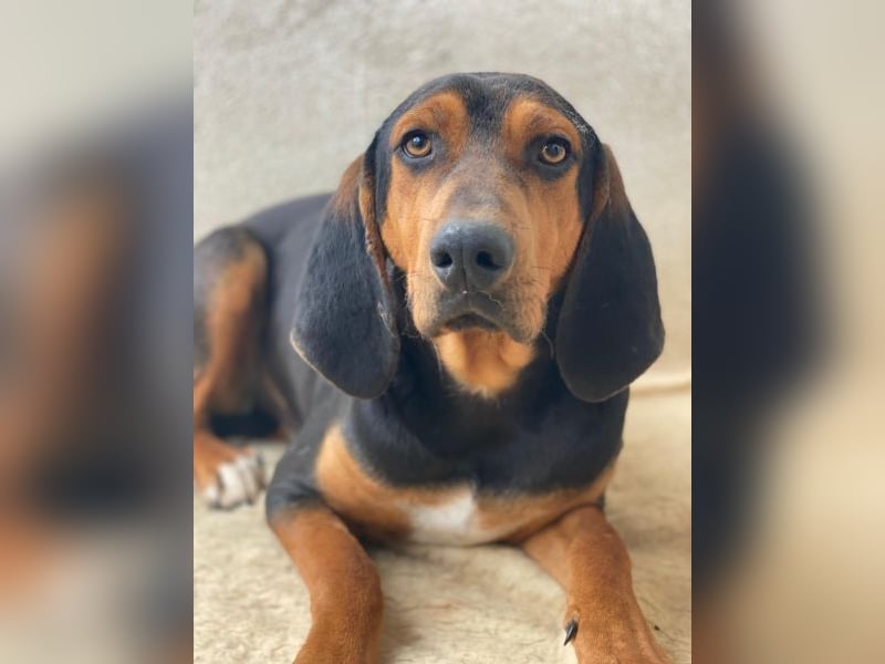 Brios, geb. ca. 12/2024, lebt in GRIECHENLAND, im städt. Tierheim Serres