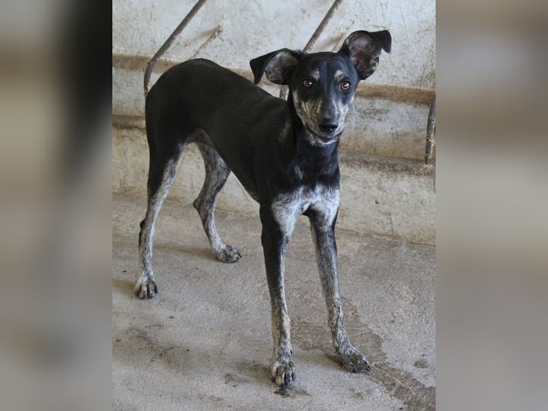 Savina, geb. ca. 01/2025, lebt in GRIECHENLAND, auf einer privaten Pflegestelle