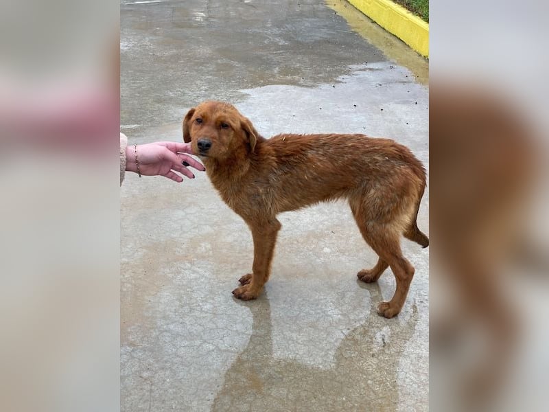 Kayla, geb. ca. 08/2025, lebt in GRIECHENLAND, im städt. Tierheim Serres