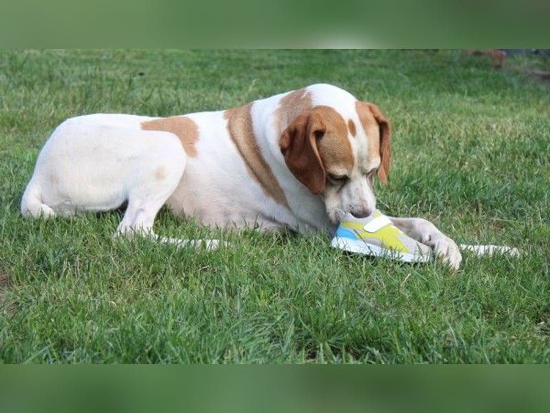 Sienna, geb. ca. 07/2023, lebt auf einer Pflegestelle in 67735 Mehlbach