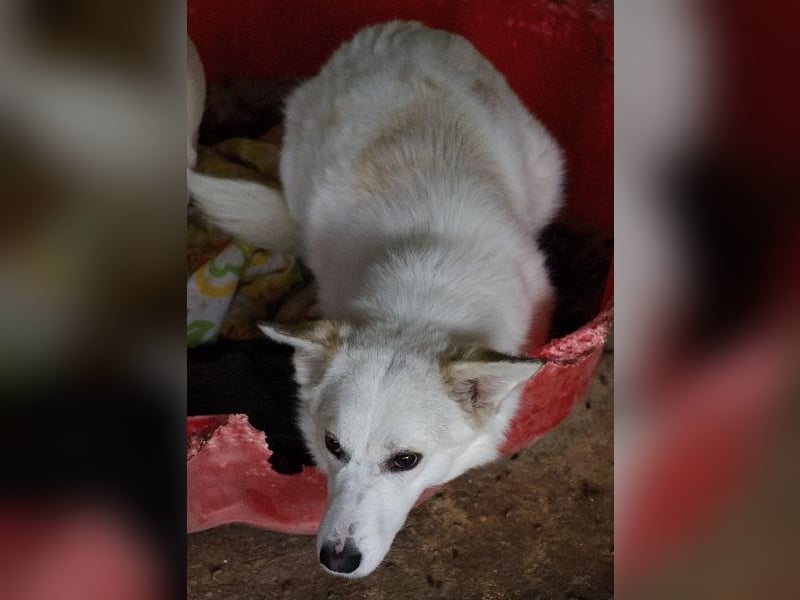 Thimia, geb. ca. 07/2023, lebt in GRIECHENLAND, auf einer privaten Pflegestelle