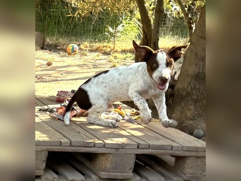 Titus geb. ca. 04/2025, lebt in GRIECHENLAND, auf einer privaten Pflegestelle