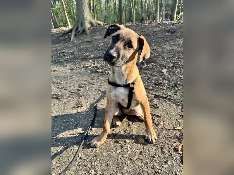 Dickie, geb. ca. 11/2025, lebt bei einer Familie in 46236 Bottrop