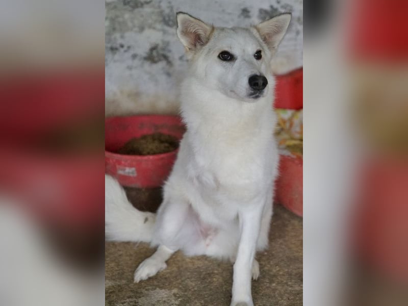 Thimia, geb. ca. 07/2023, lebt in GRIECHENLAND, auf einer privaten Pflegestelle