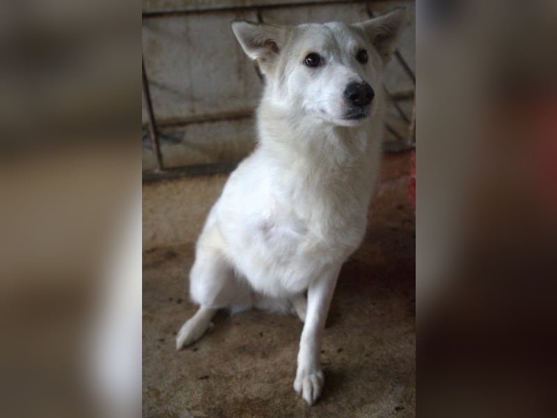 Thimia, geb. ca. 07/2023, lebt in GRIECHENLAND, auf einer privaten Pflegestelle