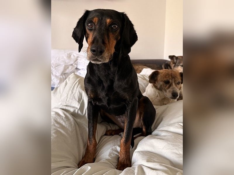 Neria, geb. ca. 11/2020, lebt auf einer Pflegestelle in 95168 Marktleuthen