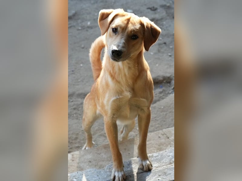 Boston, geb. ca. 07/2023, lebt in GRIECHENLAND, auf einer privaten Pflegestelle