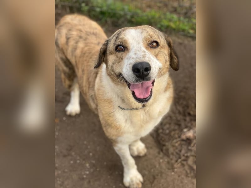 Philina, geb. ca. 11/2019, lebt in GRIECHENLAND, im städt. Tierheim Serres