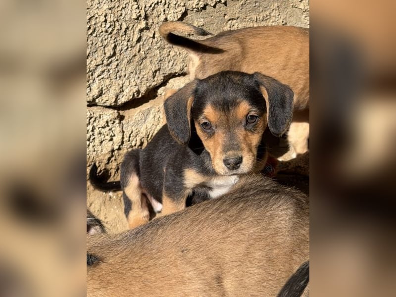 Loxana, geb. 12/2025, lebt auf einer Pflegestelle in 40789 Monheim