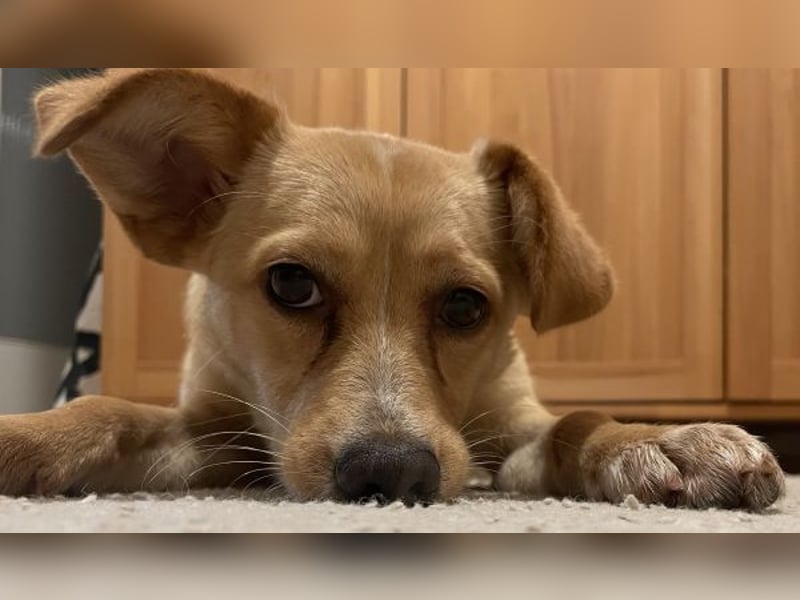 Yumi, geb. ca. 05/2025, lebt auf einer Pflegestelle in 52066 Aachen