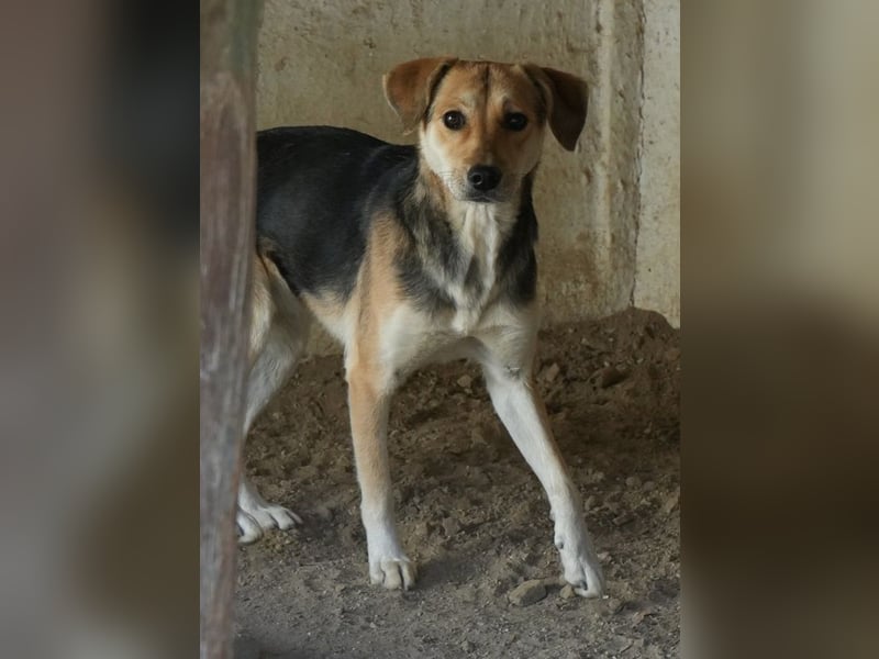 Atlanta, geb. ca. 07/2023, lebt in GRIECHENLAND, auf einer privaten Pflegestelle