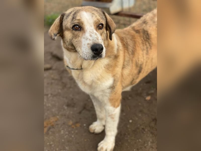 Philina, geb. ca. 11/2019, lebt in GRIECHENLAND, im städt. Tierheim Serres