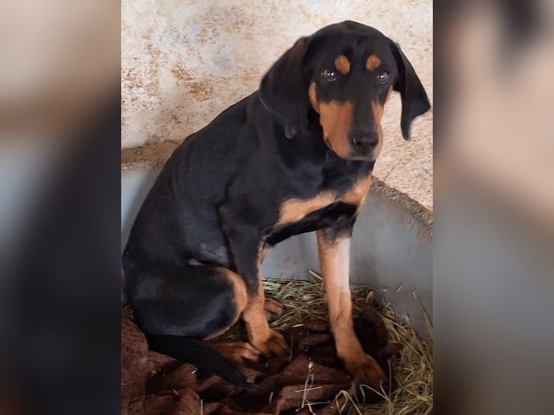 Frida, geb. ca. 01/2025, lebt in GRIECHENLAND, auf einer privaten Pflegestelle