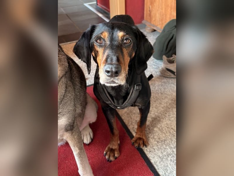 Neria, geb. ca. 11/2020, lebt auf einer Pflegestelle in 95168 Marktleuthen