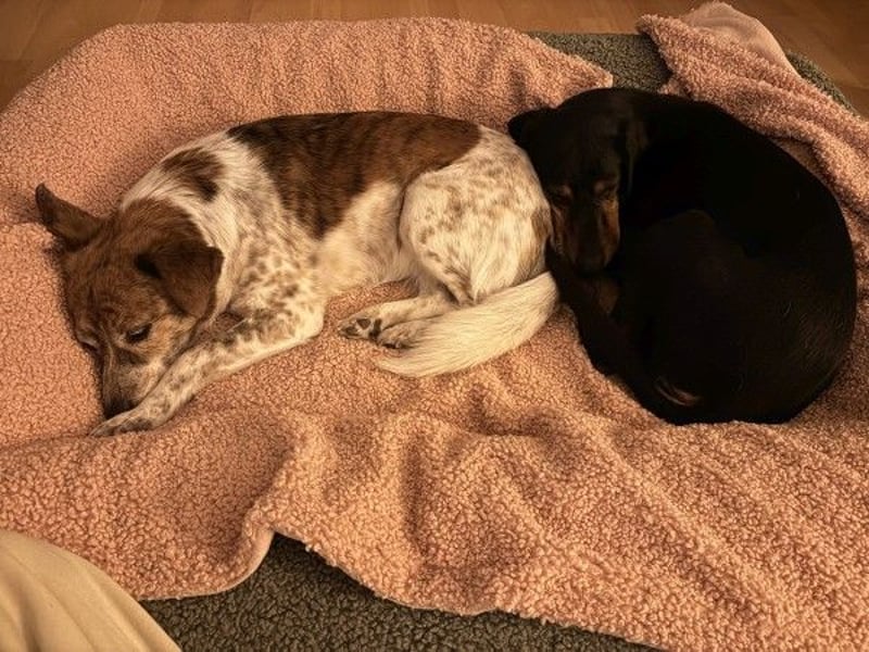 Neria, geb. ca. 11/2020, lebt auf einer Pflegestelle in 95168 Marktleuthen