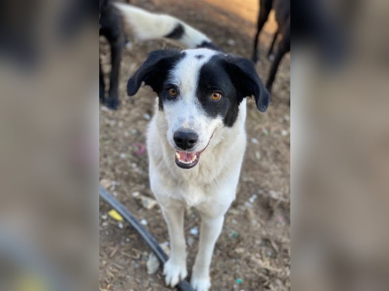 Alva, geb. ca. 05/2023, lebt in GRIECHENLAND, auf einer privaten Pflegestelle