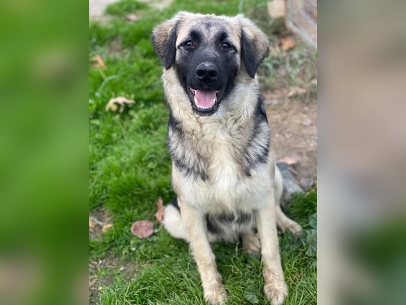 Anakin, geb. ca. 03/2025, lebt in GRIECHENLAND, auf einer privaten Pflegestelle