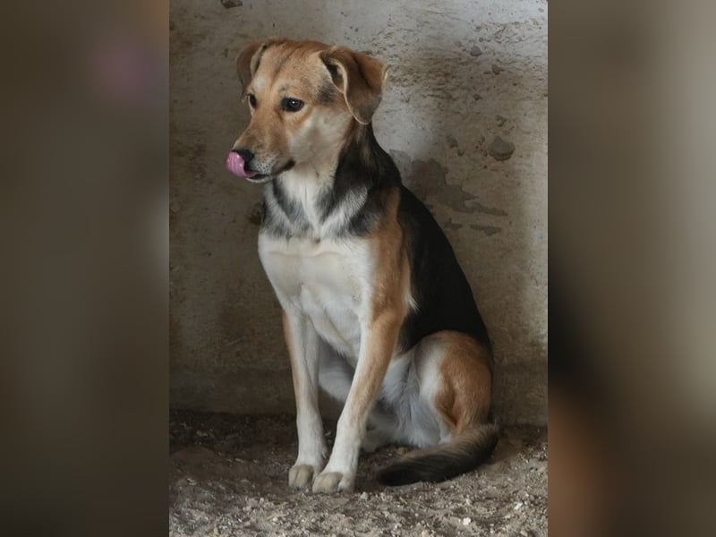 Atlanta, geb. ca. 07/2023, lebt in GRIECHENLAND, auf einer privaten Pflegestelle