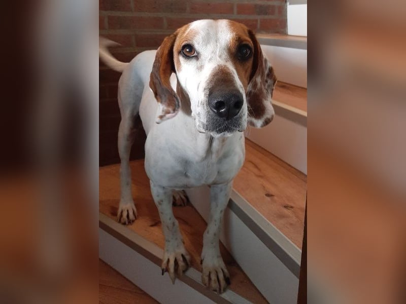 Zack, geb. ca. 10/2022, lebt auf einer Pflegestelle in 23556 Lübeck