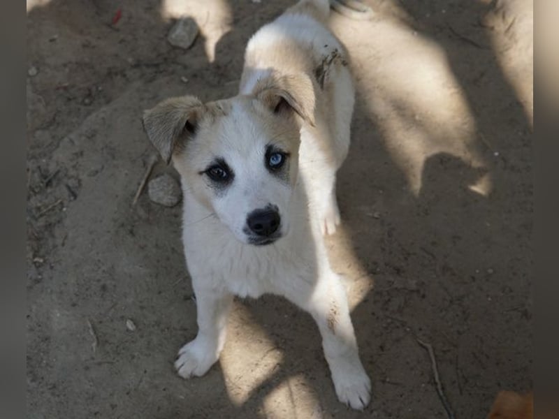 Maple, geb. ca. 12/2025, lebt auf einer Pflegestelle in 52531 Übach-Palenberg