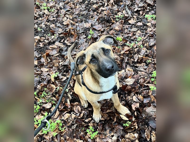 Dickie, geb. ca. 11/2025, lebt bei einer Familie in 46236 Bottrop