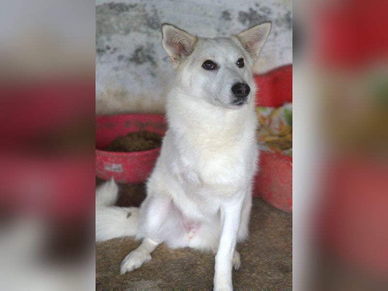 Thimia, geb. ca. 07/2023, lebt in GRIECHENLAND, auf einer privaten Pflegestelle