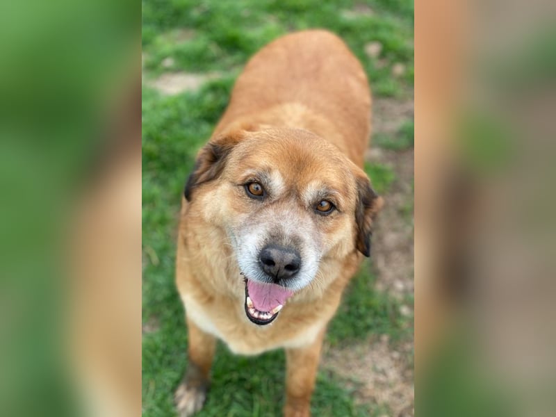 Gandhi, geb. ca. 12/2018, lebt in GRIECHENLAND, im städt. Tierheim Serres