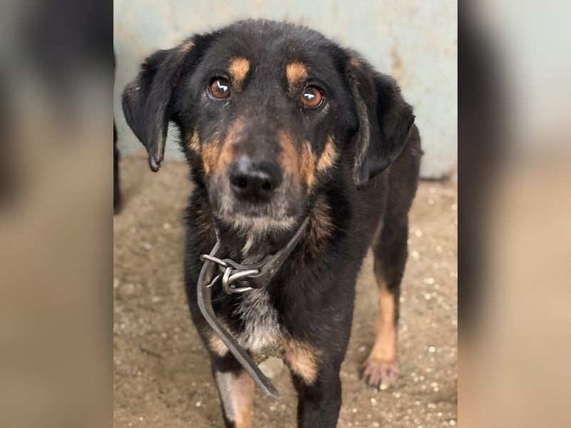 Seli, geb. ca. 02/2021, lebt in GRIECHENLAND, auf einer privaten Pflegestelle