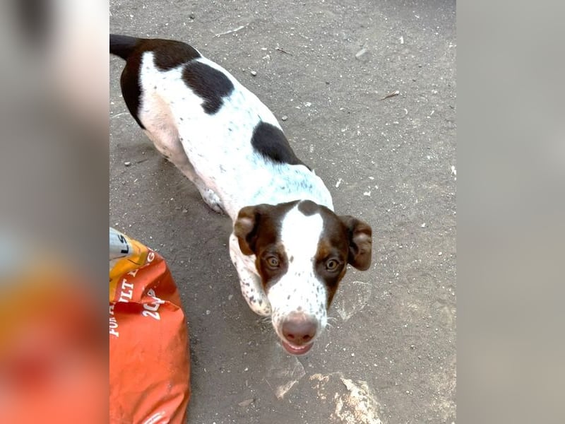 Titus geb. ca. 04/2025, lebt in GRIECHENLAND, auf einer privaten Pflegestelle