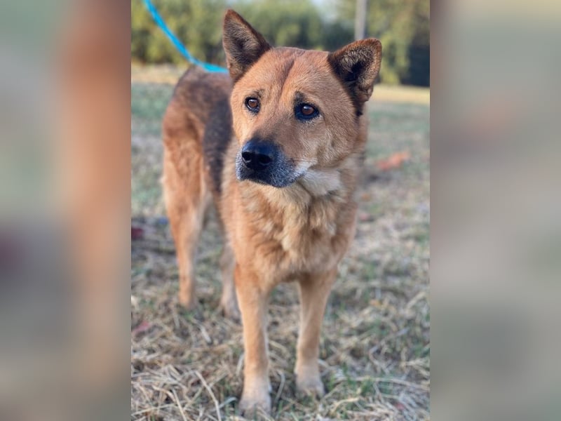 Foxita, geb. ca. 04/2020, lebt in GRIECHENLAND, im städt. Tierheim Serres