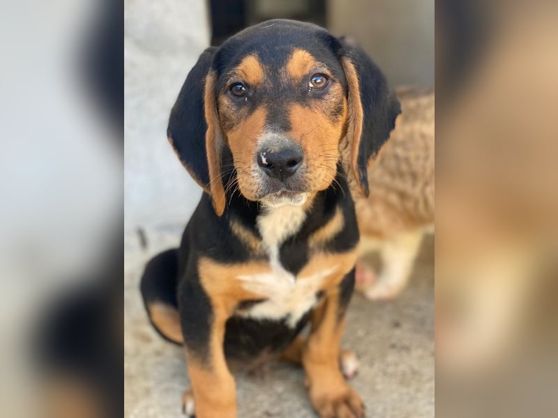 Jäger, geb. ca. 08/2025, lebt in GRIECHENLAND, im städt. Tierheim Serres