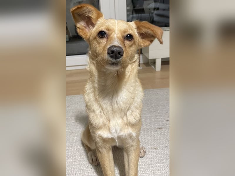 Yumi, geb. ca. 05/2025, lebt auf einer Pflegestelle in 52066 Aachen