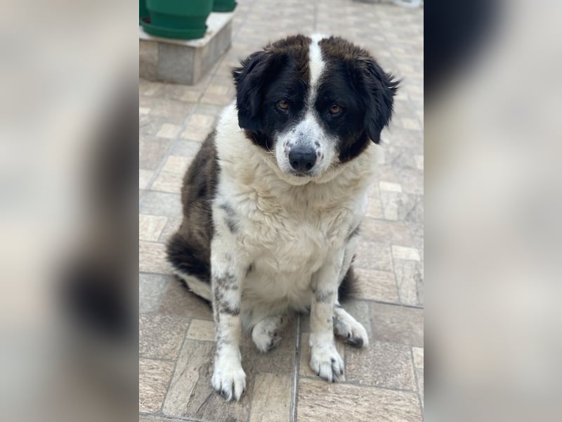 Linda, geb. ca. 09/2015, lebt in GRIECHENLAND, auf einer privaten Pflegestelle