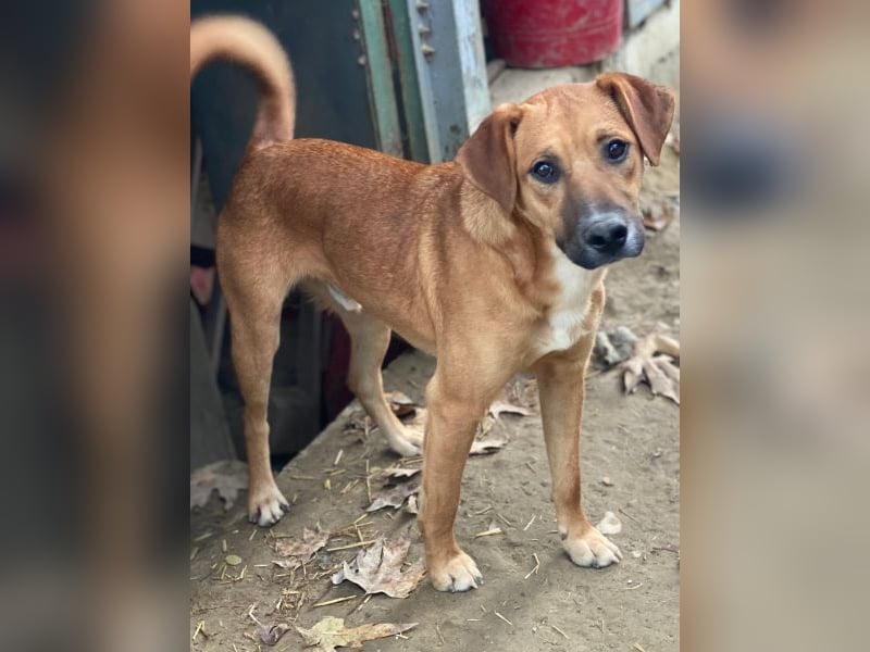 Hunter, geb. ca. 02/2025, lebt in GRIECHENLAND, auf einer privaten Pflegestelle