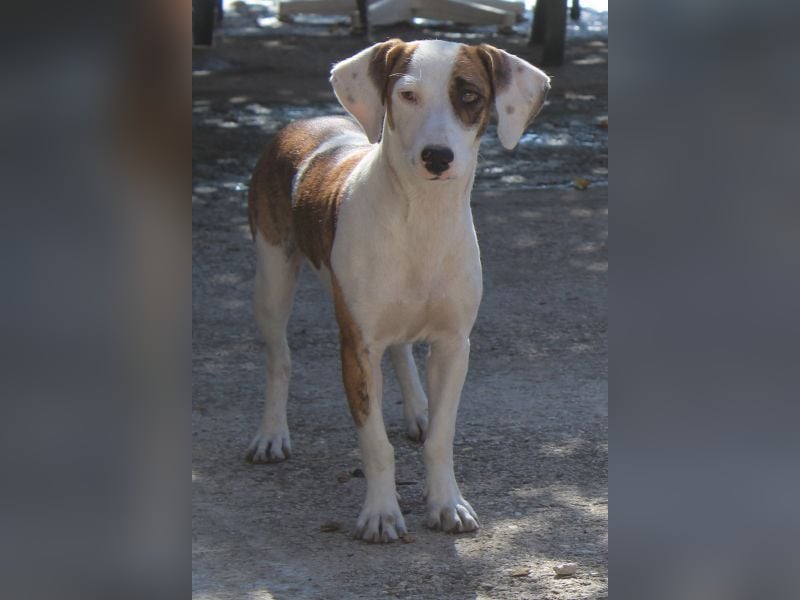 Nivara, geb. ca. 11/2024, lebt in GRIECHENLAND, auf einer privaten Pflegestelle