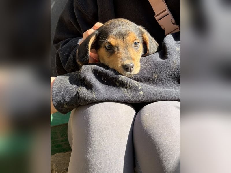 Loxana, geb. 12/2025, lebt auf einer Pflegestelle in 40789 Monheim