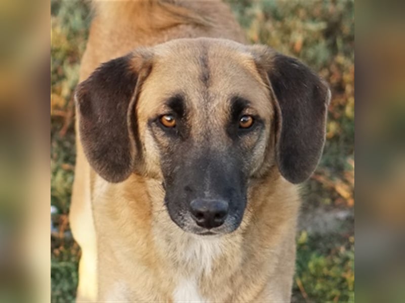 Fritz, geb. ca. 05/2022, lebt in GRIECHENLAND, im städt. Tierheim Serres