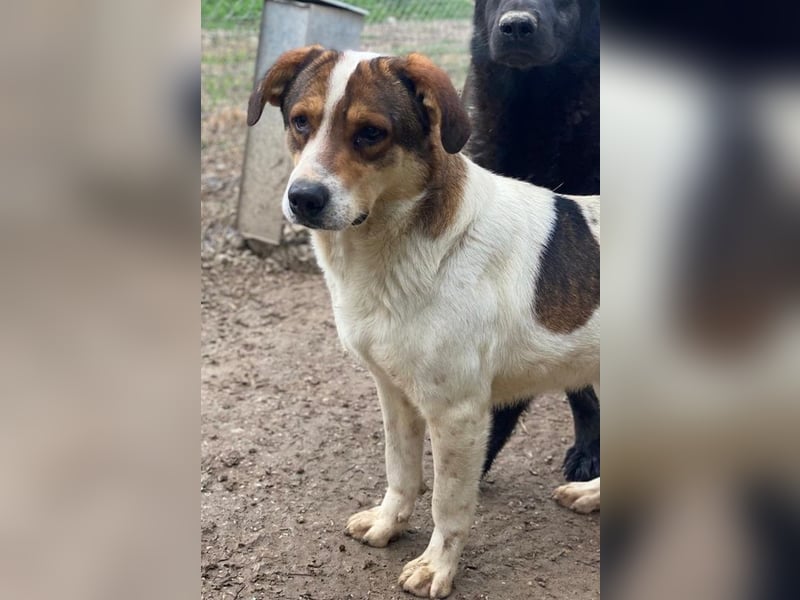 Antonio, geb. ca. 05/2023, lebt in GRIECHENLAND, auf einer privaten Pflegestelle