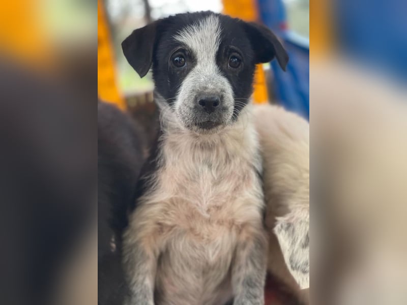 Zephira, geb. ca. 10/2025, lebt in GRIECHENLAND, auf einer privaten Pflegestelle