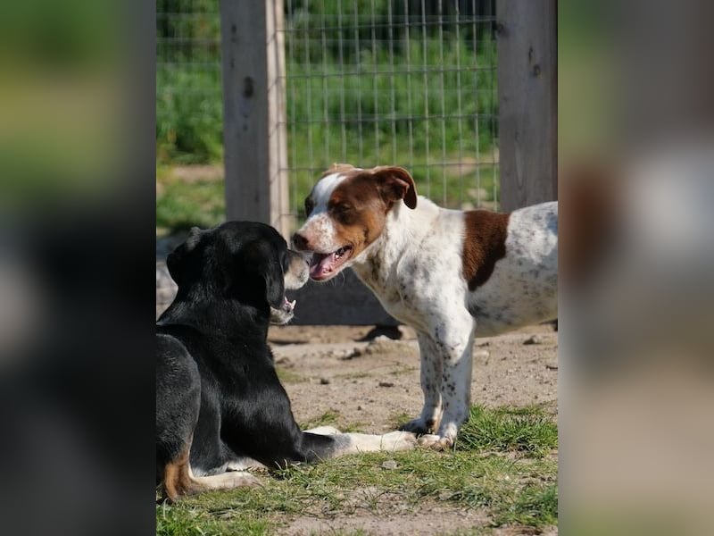 Titus geb. ca. 04/2025, lebt in GRIECHENLAND, auf einer privaten Pflegestelle
