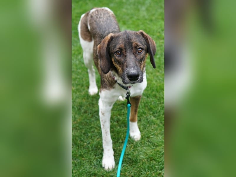 Diona, geb. ca. 05/2024, lebt lebt in 48291 Telgte, Vermittlungshilfe