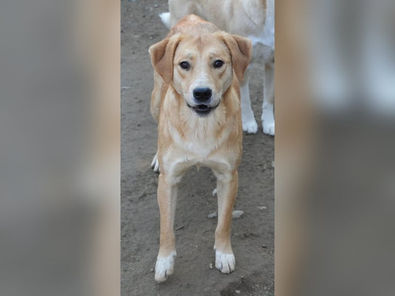 Boston, geb. ca. 07/2023, lebt in GRIECHENLAND, auf einer privaten Pflegestelle