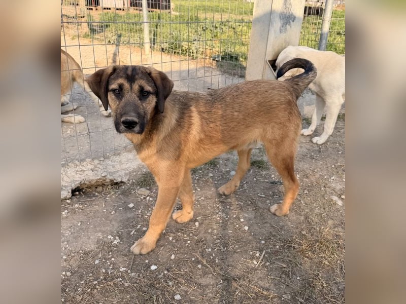 Maverick, geb. ca. 07/2025, lebt in GRIECHENLAND, im städt. Tierheim Serres