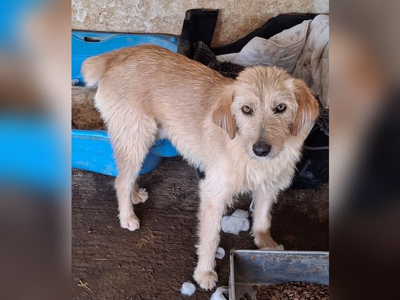 Schnitzel, geb. ca. 05/2025, lebt in GRIECHENLAND, auf einer privaten Pflegestelle