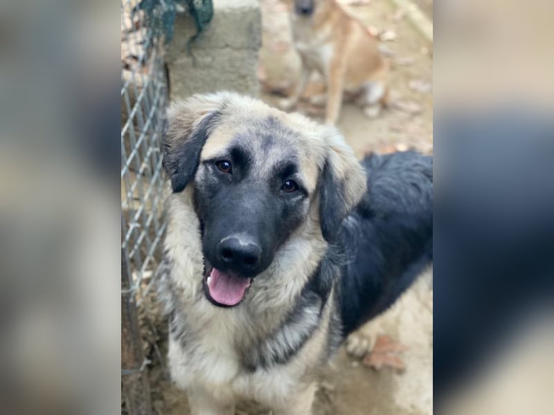 Anakin, geb. ca. 03/2025, lebt in GRIECHENLAND, auf einer privaten Pflegestelle