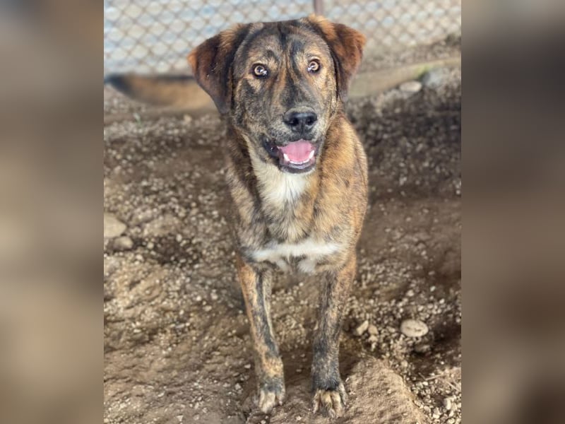 Fiyero, geb. ca. 07/2025, lebt in GRIECHENLAND, im städt. Tierheim Serres