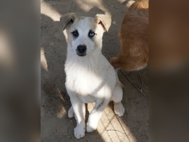 Maple, geb. ca. 12/2025, lebt auf einer Pflegestelle in 52531 Übach-Palenberg