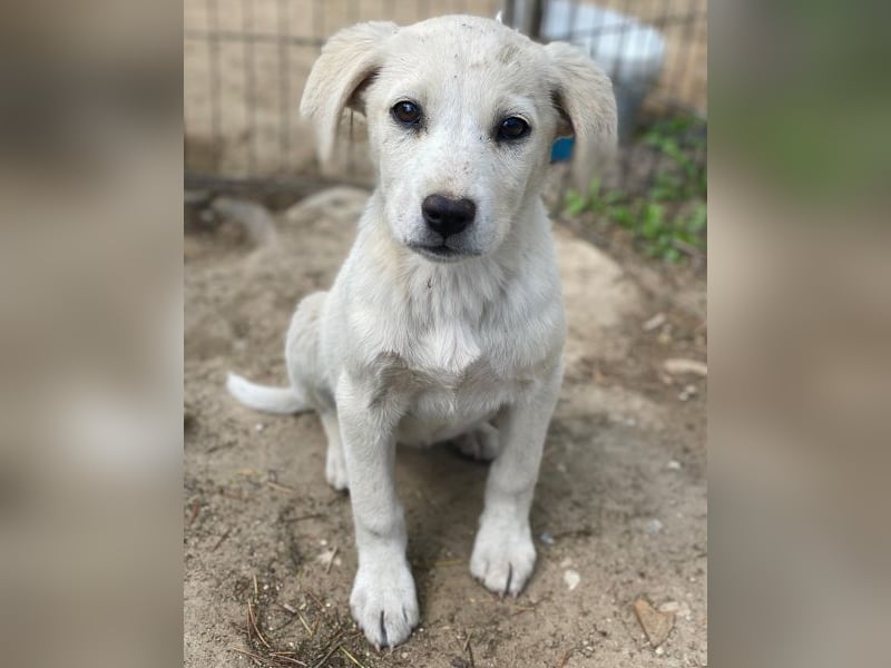 Mochina, geb. ca. 01/2026, lebt in GRIECHENLAND, auf einer privaten Pflegestelle