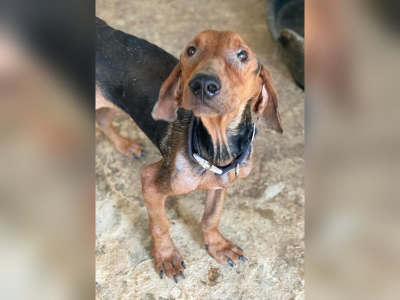 Abaluga, geb. ca. 01/2024, lebt in GRIECHENLAND, auf einer privaten Pflegestelle