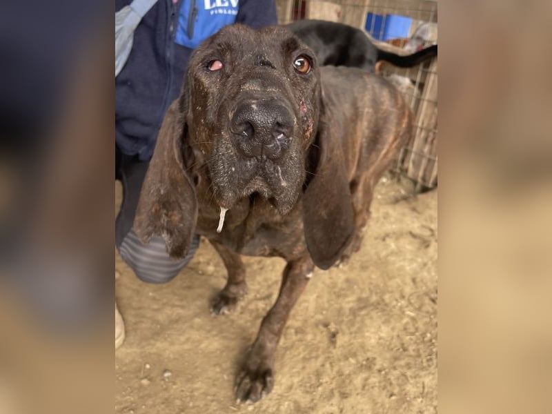 Granny, geb. ca. 01/2018, lebt in GRIECHENLAND, auf einer privaten Pflegestelle